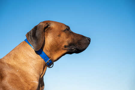 Rhodesian Ridgeback dog. Portrait of a domestic hunting dog in a blue collarの写真素材