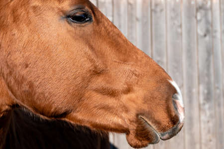 Portrait of a brown horseの写真素材