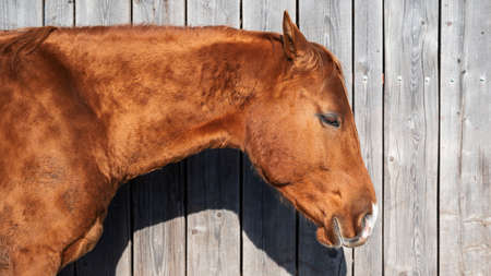 Portrait of a brown horseの写真素材