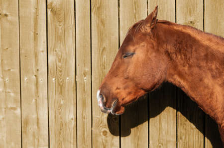 Portrait of a brown horseの写真素材