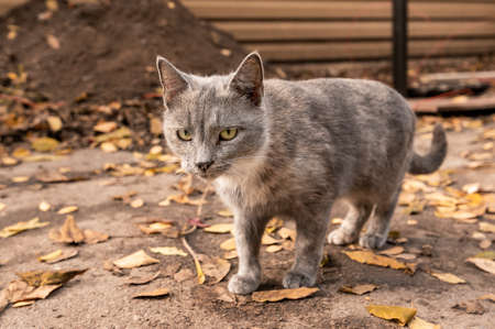 Gray sick homeless cat on a dirty autumn streetの写真素材