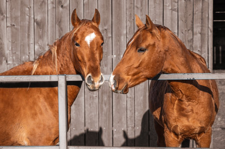 A pair of friendly horses of the Russian breed in a corral on the background of a wooden stall in the fall on a farmの写真素材