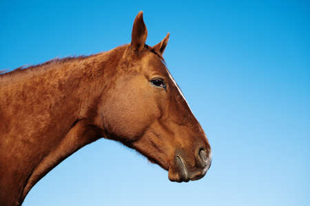 The head of a brown horse of the Russian Don breed on a background of blue sky. Stallion's strange mysterious gazeの写真素材