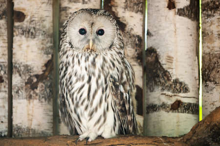 Large portrait of an owl. Nocturnal bird of preyの写真素材