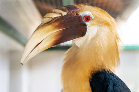 Portrait of male Papuan hornbill or Blyth hornbill Rhyticeros plicatus seen from profileの写真素材