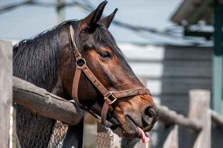 Horse Sticks Out its Tongue in the Paddock