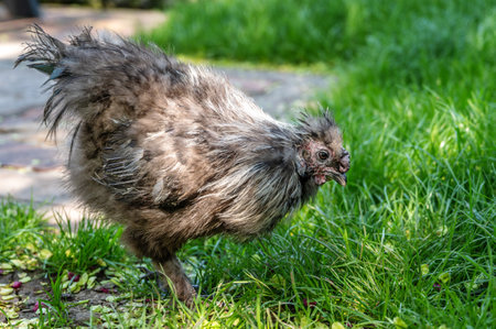 Fluffy chicken walks on green grass in the parkの写真素材
