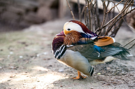Mandarin duck sits on a stone in the park. Colorful wild birdの写真素材