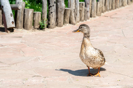 The gray duck walks along the path in the park. Domestic birdの写真素材