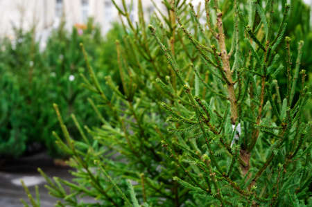 Street market of festive Christmas trees. Pines and fir for the new year in December
