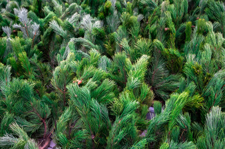 Street market of festive Christmas trees. Pines and fir for the new year in December