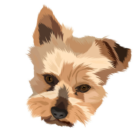 Portrait of brown dog face isolated on whiteのイラスト素材