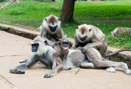 Family of Monkeysの写真素材