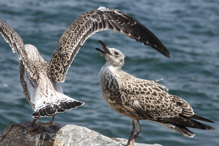 Seagul Wingsの写真素材