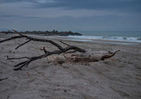 Broken tree at the beachの写真素材