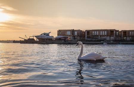 Old Town Nessebar Swanの写真素材