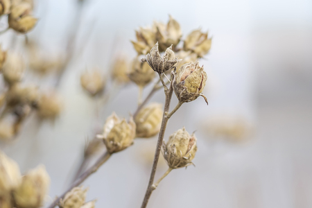 Dry flowersの写真素材
