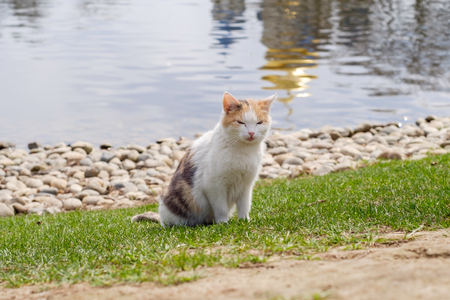 Cat on the lake 1の写真素材