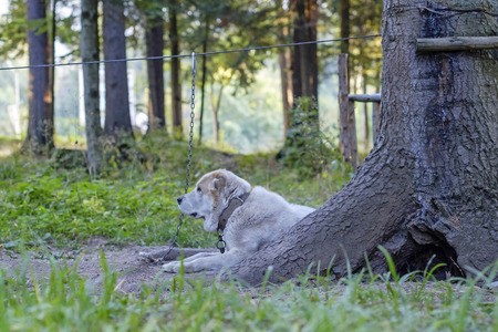 Watch dog in mountains 3