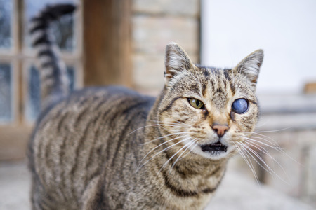 Monocular cat with universe in eye 7の写真素材