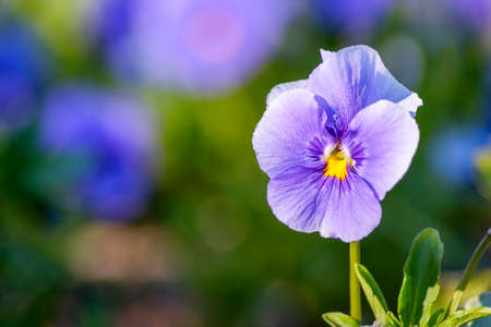 Spring viola in park 4の写真素材