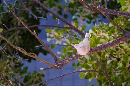 Beautiful Dove 2の写真素材