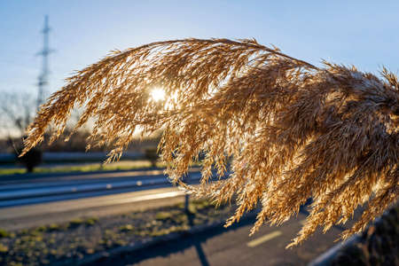 Dry grass sunny day