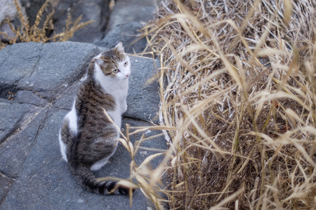 Cat portrait 1の写真素材