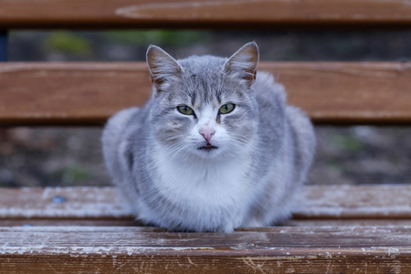 Cat on bench portraitの写真素材