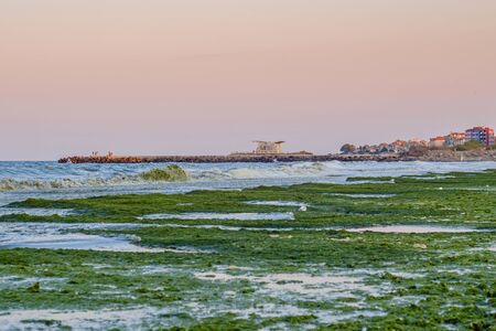 Seaweeds landscape 2の写真素材