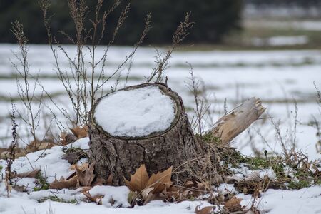 Snow stump 2の写真素材