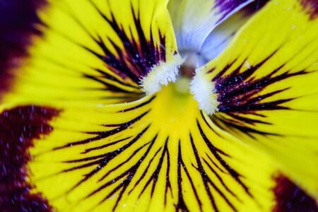 Yellow flower in macro mode 1の写真素材