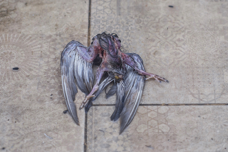 Dead bird 1の写真素材