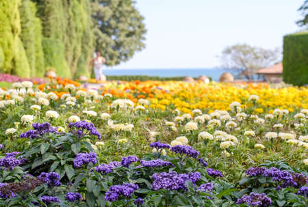 Flowers gardenの写真素材