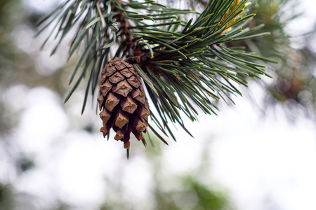 The coneの写真素材