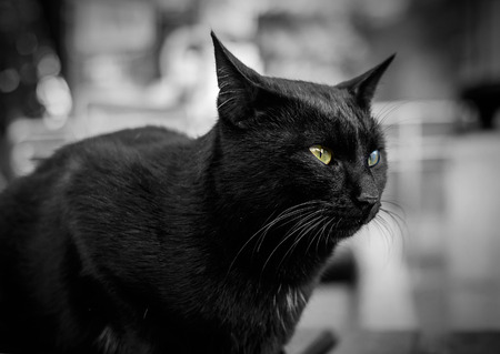 Black cat portraitの写真素材