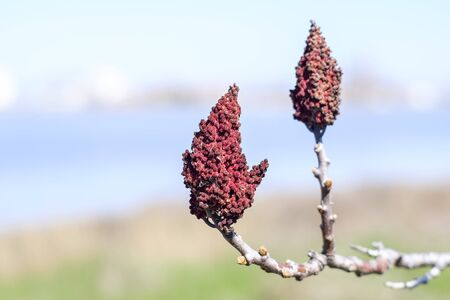 Strange red cones