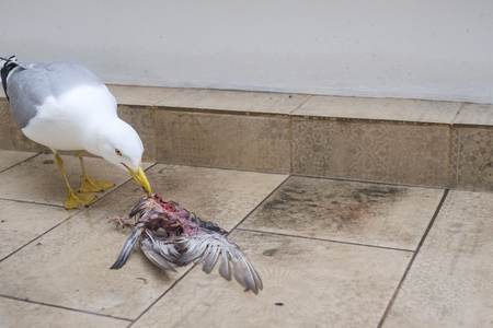 Seagull eats bird 1の写真素材