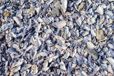 Seashell texture