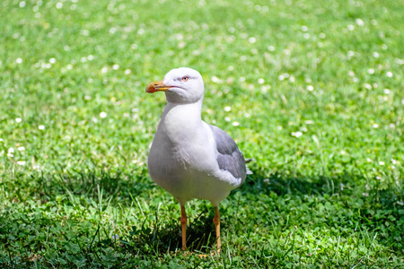 Seagull portrait 2の写真素材
