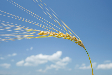 Ear of wheat 1の写真素材