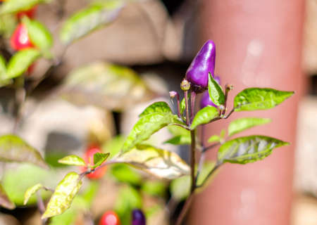 Violet chili pepperの写真素材