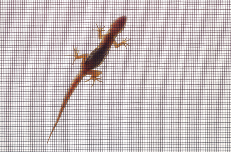 Small lizard on window net 1の写真素材