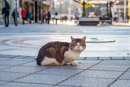 Cat the city guardの写真素材