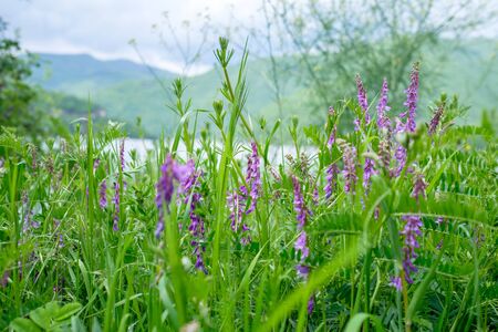 Rhodope nature backgroundの写真素材