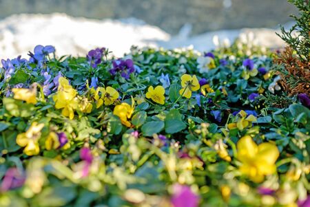 Spring flowers and snow background
