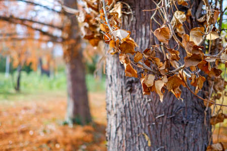 Big and dry treeの写真素材