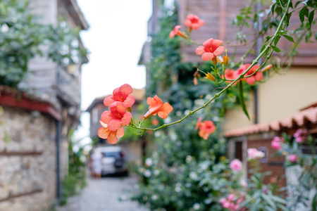 Streets of bulgarian touristic cityの写真素材