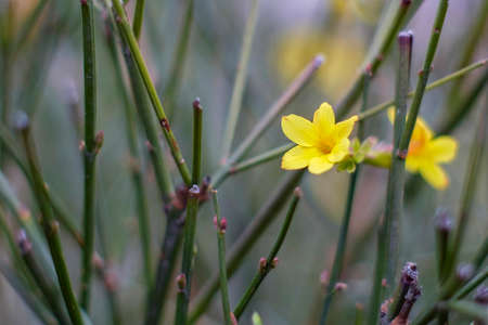 Yellow spring flowersの写真素材