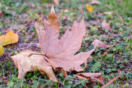 Maple Leaf